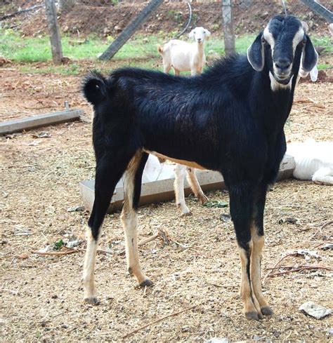 goat price in tamilnadu